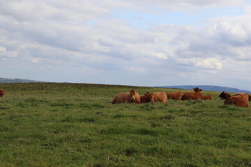 cows in the field