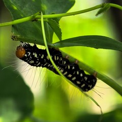 Striking caterpillar on a vibrant green vine