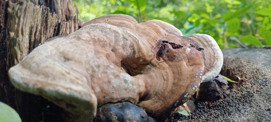 Wood fungus grows attached to dead tree trunks. It's semicircular in shape, brown in color with white edges. Its surface is hard and wood-like.