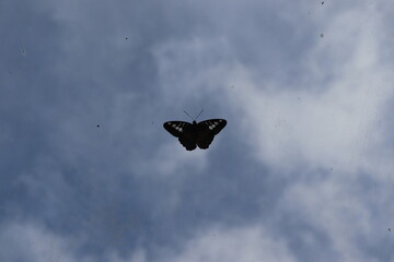 butterfly in flight