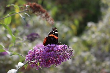 Butterfly on pink flower 