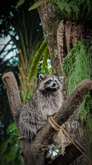 Curious Raccoon Perched on a Tree Branch in Lush Forest