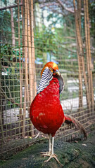 Stunning Male Golden Pheasant with Bright Red Plumage