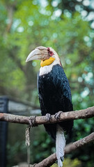 Wreathed Hornbill Perched on a Branch with Large White Beak