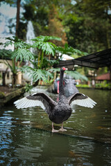 Black Swan Spreading Wings on Water's Edge in a Park