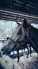 Close-up Portrait of a Horse in a Stable with Vintage Tone