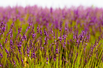 Lavender fields in bloom in Provence