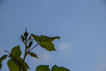 Plant against a blue sky. Advertising photo with space for text. Green plant
