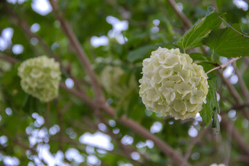 Viburnum Buldonezh. Beautiful white flowers in the shape of a ball. Flowering tree, spring