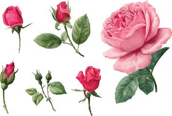 watercolor pink roses flowers