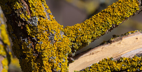 Common orange lichen Xanthoria parietina thriving on tree branches in a sunny coastal environment...
