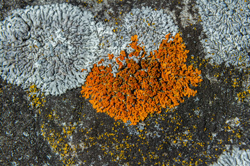 Rhizocarpon and Xanthoria parietina lichen growing on rocky surface in natural sunlight at coastal...