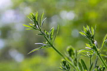 Exploring Galium aparine growth in natural surroundings during springtime conditions under gentle...