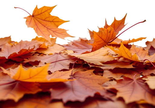 Stunning autumn leaves in warm amber tones falling gently, creating a beautiful seasonal atmosphere perfect for cozy vibes and fall designs