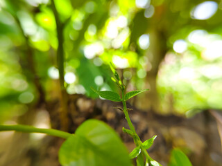 fresh young shoots in the outdoor garden