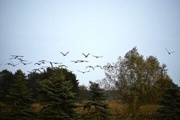 Large flock of gray cranes flying over autumn forest