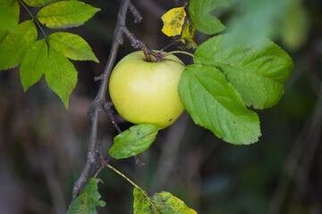 Green apple on tree branch among leaves in summer garden