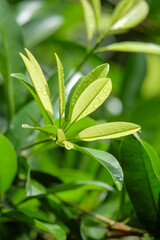 Fototapeta premium Close up of young green leaves with raindrops attached. Ecological and environmental concept. For graphic design, 3D rendering and banners