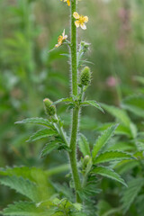 Common Agrimony plants in a natural setting with yellow flowers and green foliage during a sunny day in early summer