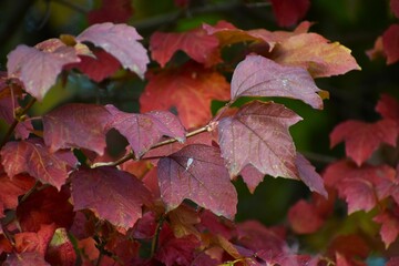 Viburnum branch with autumn leaves and bright berries close up