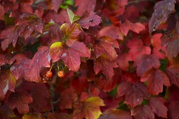 Viburnum branch with autumn leaves and shriveled berries close up