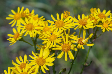 Vibrant clusters of Jacobaea vulgaris blooming in a natural habitat during the late summer attracting pollinators and showcasing brilliant yellow color