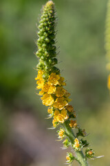 Common agrimony blooms in a vibrant display during late spring showcasing colorful yellow flowers on a slender green stem in a natural habitat