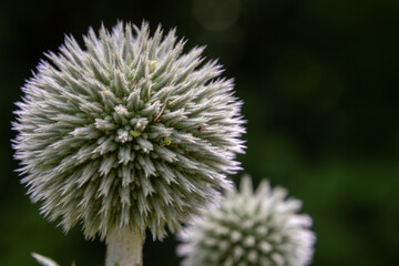 Great globe thistle blooms prominently under natural light showcasing distinct round shape and texture in a serene garden setting