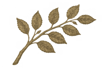 Vintage style botanical drawing featuring a detailed branch with numerous textured leaves on a transparent background