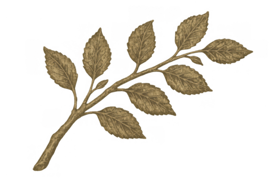 Vintage style botanical drawing featuring a detailed branch with numerous textured leaves on a transparent background