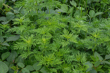 Common ragweed Ambrosia artemisiifolia thrives in a dense green environment during the summer season in the northeastern United States