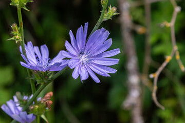 Chicory flower blooms in natural habitat showcasing vibrant lavender petals under clear sunlight