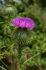 Spear thistle blooms prominently in a natural setting during the summer showcasing vibrant purple flower heads and distinctive spiky foliage