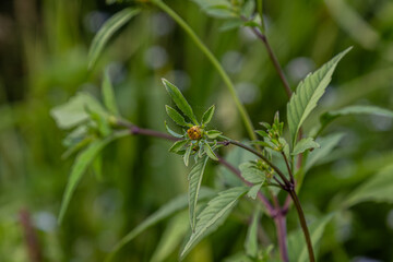 Bidens tripartita blooming in a lush green landscape during mid-summer showcasing vibrant foliage and budding flowers