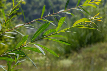 Salix caprea commonly known as Goat Willow displaying vibrant green leaves in a lush natural environment during the bright spring season