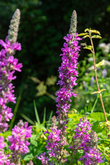 Vibrant purple loosestrife blooms showcasing their beauty in a sunny garden during late spring