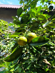 two unripe oranges on a tree in bright sunlight