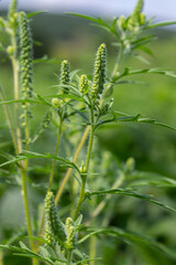Common Ragweed plant displaying flowering buds in a lush green field under clear skies during late summer morning