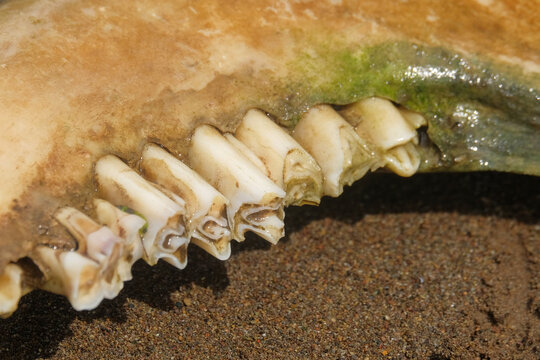 Close up of worn out wild animal teeth lying on the ground. Cow or buffalo jaw and teeth. Wildlife concept. For graphic design, 3D rendering and banners