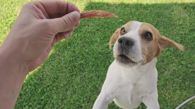 High-angle slow motion shot of an excited young Beagle dog jumping up eagerly to snap a treat out of a person's hand on a bright sunny lawn.