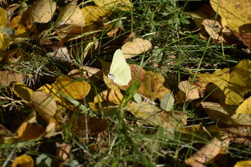 White butterfly among fallen autumn leaves on green grass