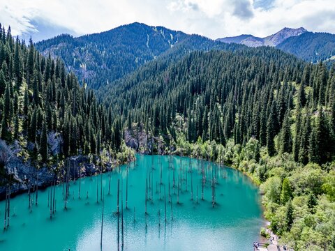 Dead Trees Kaindy Lake Kazakhstan