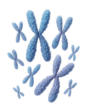 Chromosomes condense for the second division in prophase II of meiosis.