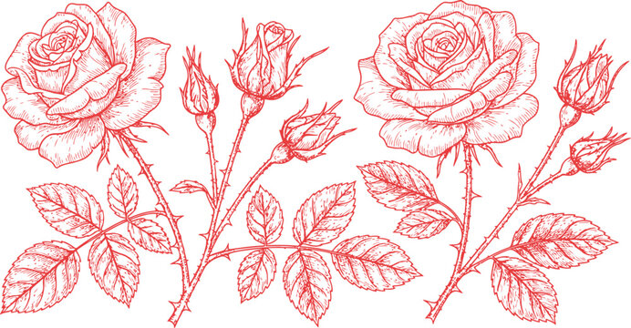 'Vibrant red roses with developing buds and green foliage forming an elegant botanical illustration on a black background'