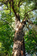 A majestic willow tree trunk with a striking vertical crack, showcasing rough bark and resilient...