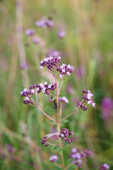 Close up view of pink of blooming oregano(Origanum vulgare).