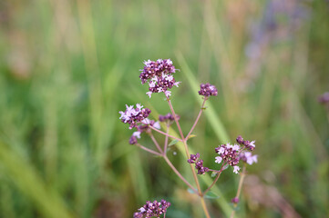 Close up view of pink of blooming oregano(Origanum vulgare).
