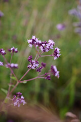 Close up view of pink of blooming oregano(Origanum vulgare).