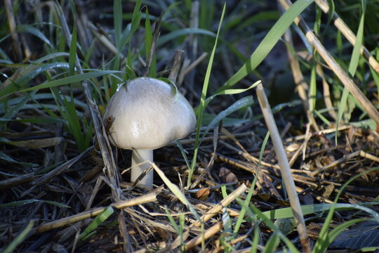 Light pluteus mushroom among dry grass in autumn forest