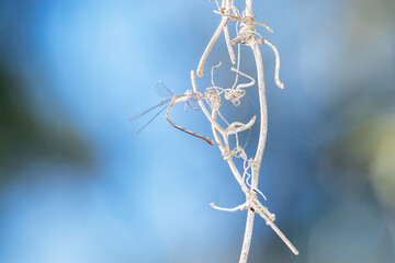 observando a este Caballito del diablo o damisela (Zygoptera)